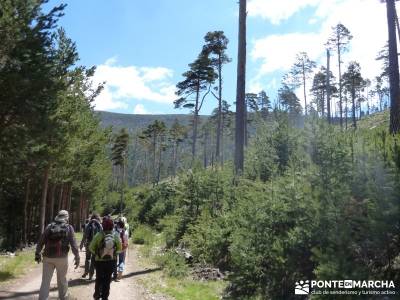 El pinar del Puerto de Navafría;rutas por madrid;excursiones;a tu aire